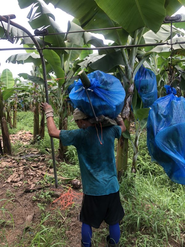 a worker carries bananas at a a production facility in Costa Rica