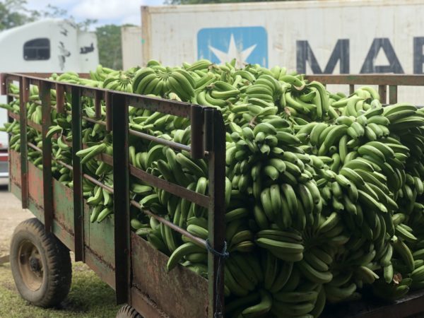 a truck trailer filled with bunches of green bananas